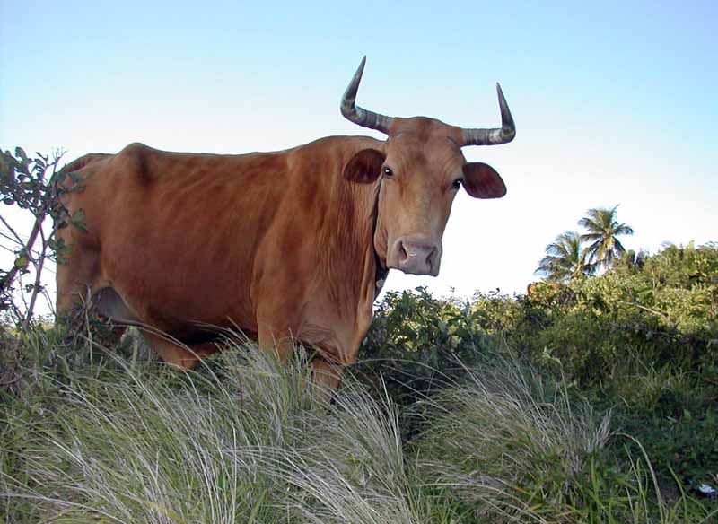 Femmina Del Toro