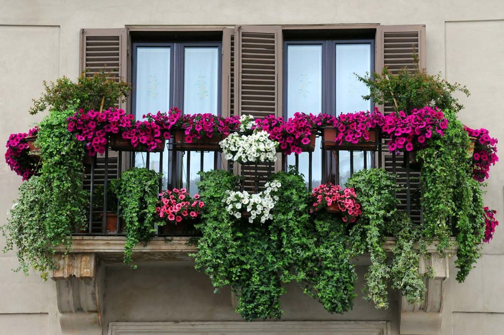 Riempie il vaso con la pianta sul balcone