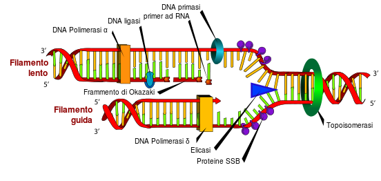 Come avviene la duplicazione del dna