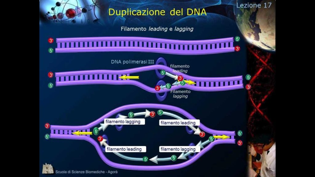 Come avviene la duplicazione del dna